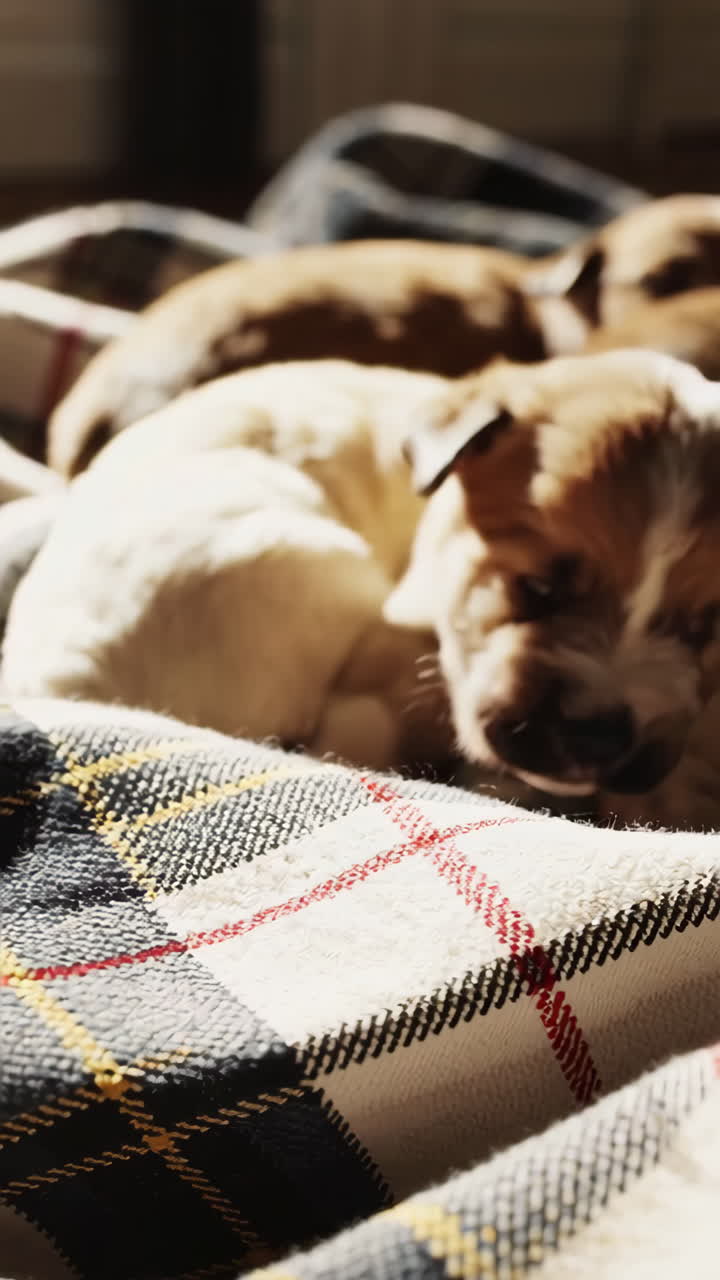 Puppy snuggles on a blanket