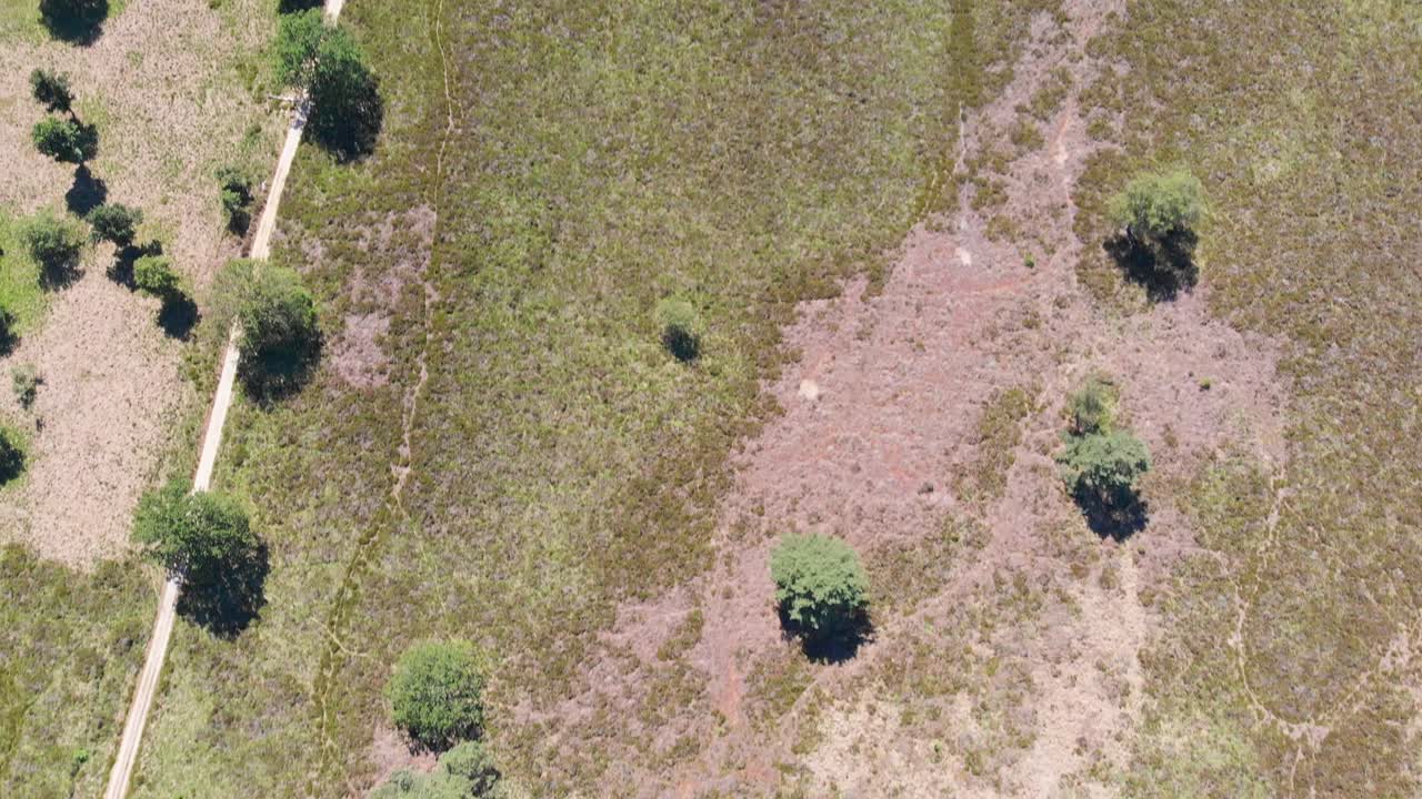 vista aérea sobre brezales soleados en de meinweg, países bajos