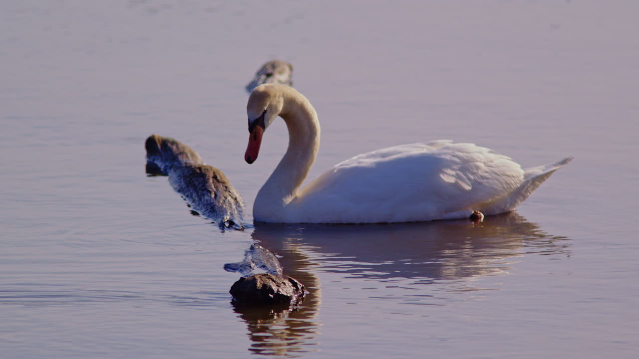 Spring visuals of swans in love, filmed in luxurious slow motion.