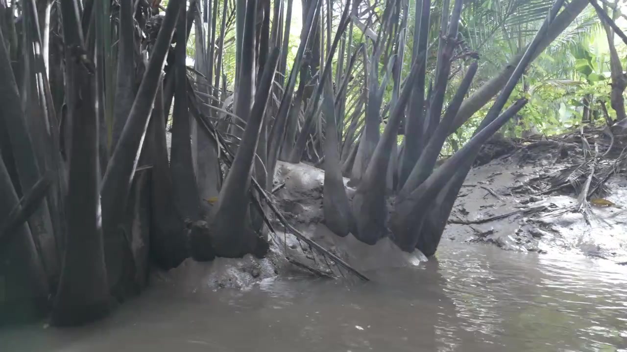 4K-videokuva, kuvattu trooppisella saarella, näyttää palmujen runkoja Mekong-joen suistossa Vietnamissa.