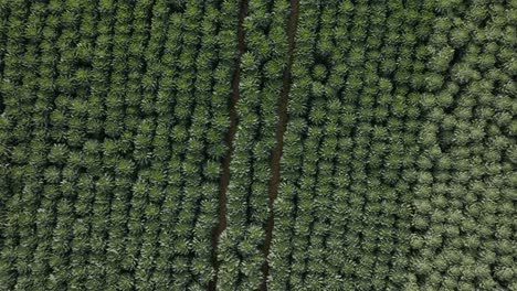 Las-Coles-De-Bruselas-Campo-De-Verduras-De-Invierno-Vista-Aérea-Inglaterra-Cotswolds