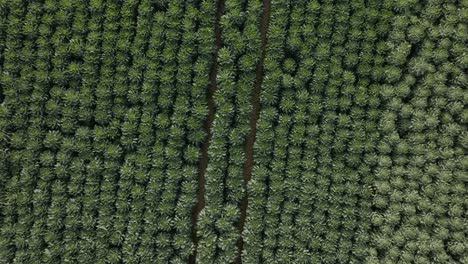 brussels sprouts winter vegetables field birds-eye-view england cotswolds aerial overhead