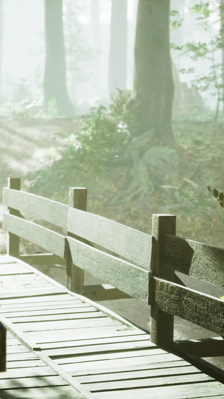 안개가 가득한 아침 숲을 걸어다니며