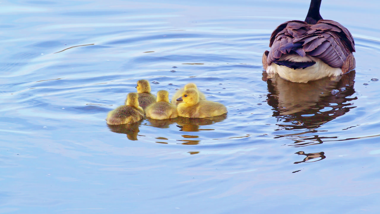 A family group of geese in their natural habitat