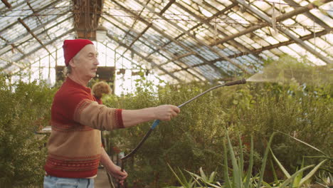 senior man spraying flowers in greenhouse farm