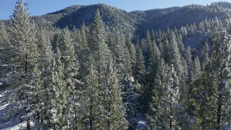 Beautiful-Aerial-view-of-winter-forrest