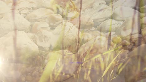 Sea-moving-through-coastal-rocks,-over-swaying-tall-grasses-and-sunlight-in-countryside