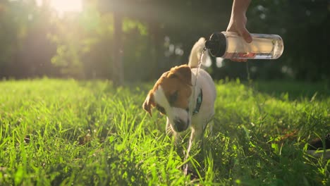 dog drinking water from bottle in the park