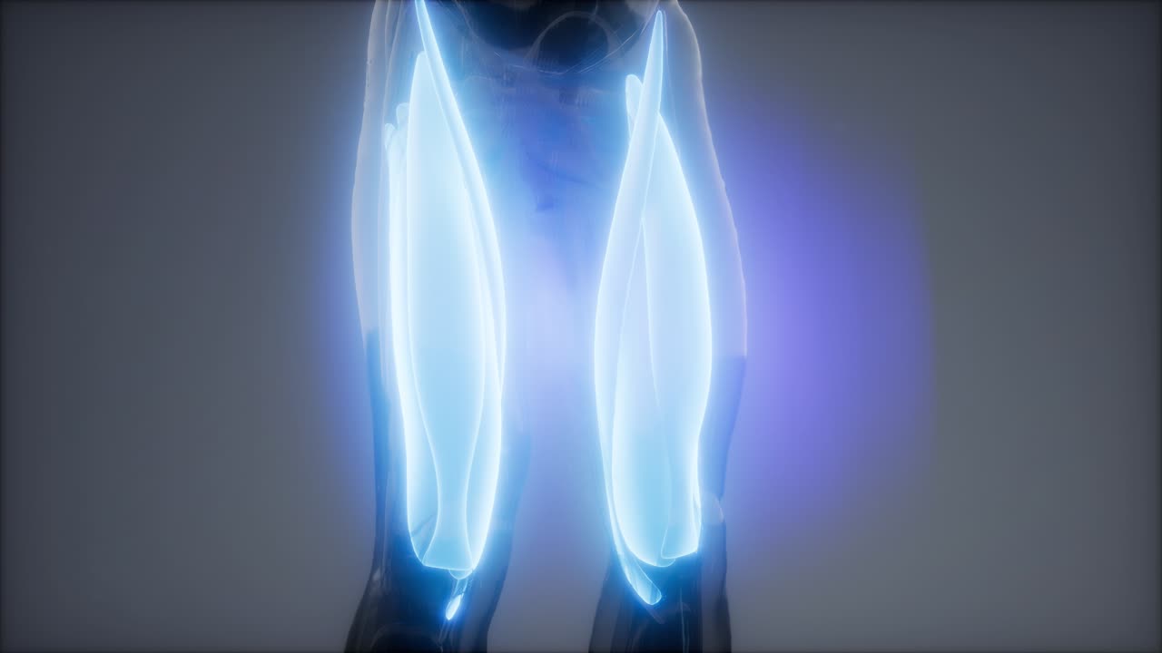 허 ⁇ 지 근육 - 눈에 보이는 근육 해부학 지도