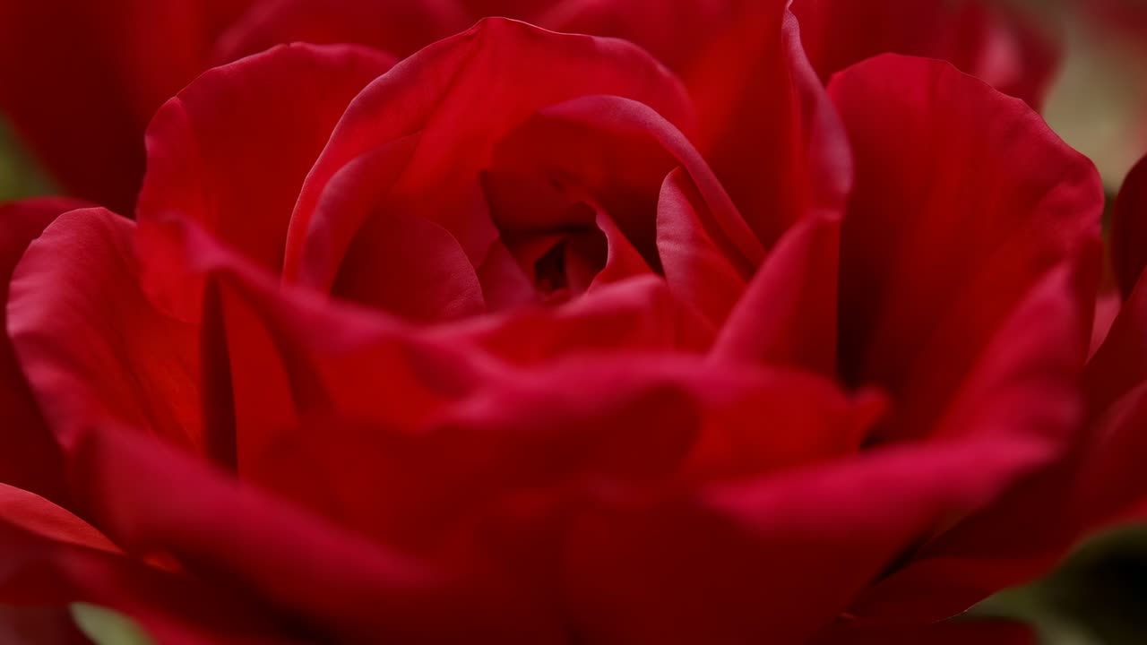 Mudança no enquadramento da câmera, revelando a flor de uma rosa vermelha em um jardim, mostrando detalhes das pétalas e folhagem borrada