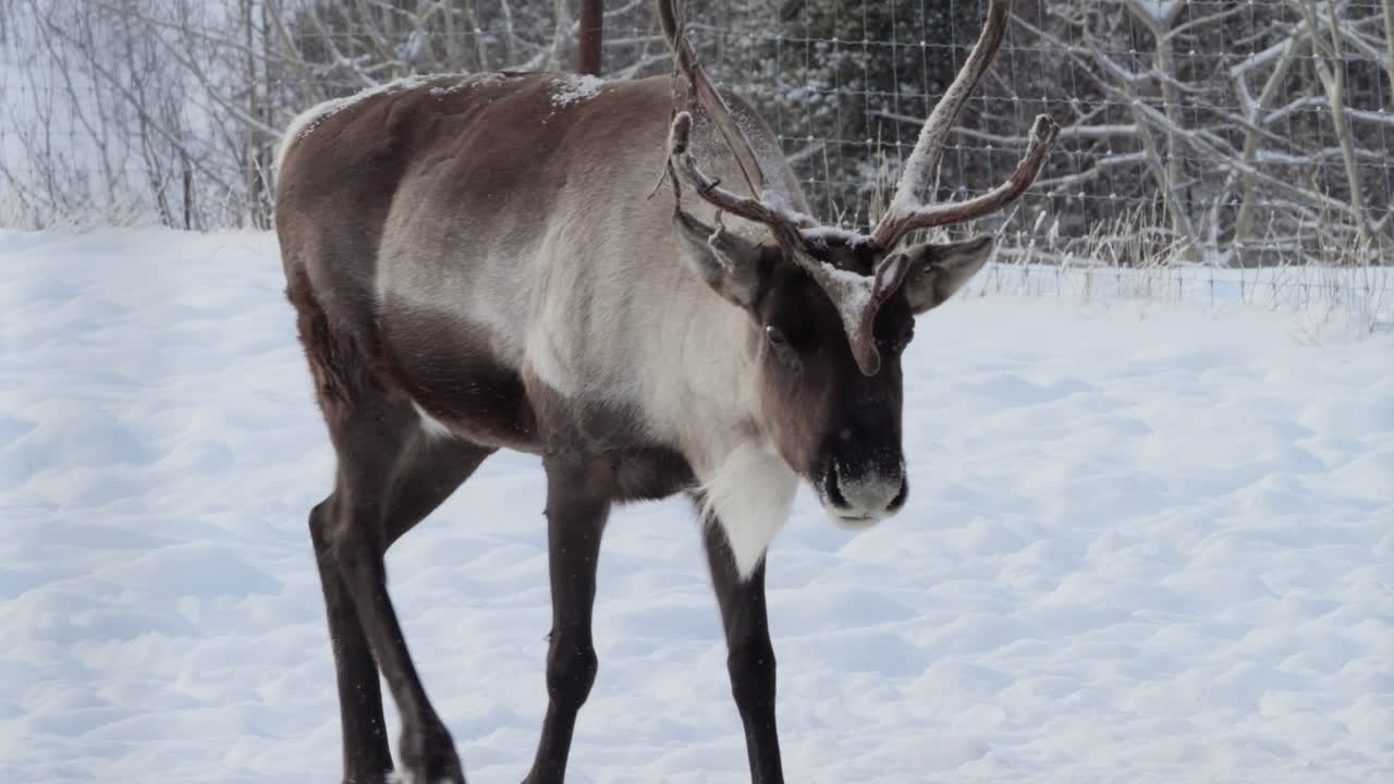 A majestic woodland caribou, fully grown, trudges through deep snow in Yukon, Canada, moving closer to the camera with steady, deliberate steps under harsh winter conditions.