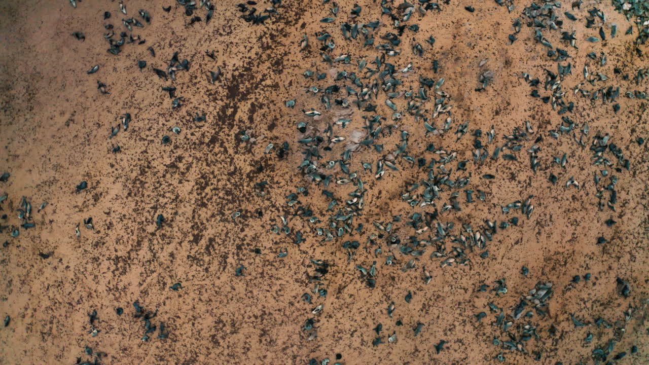 Aerial View of Dead Birds on the Ground