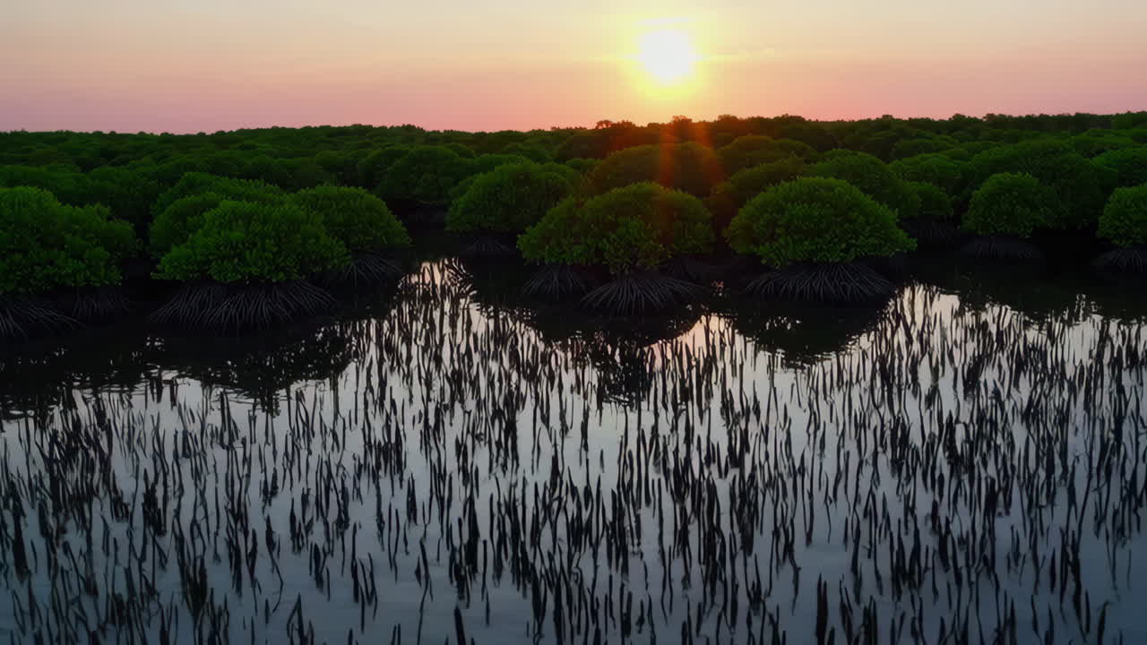 Sunset over Mangrove Forest