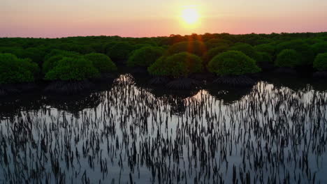 sunset over mangrove forest