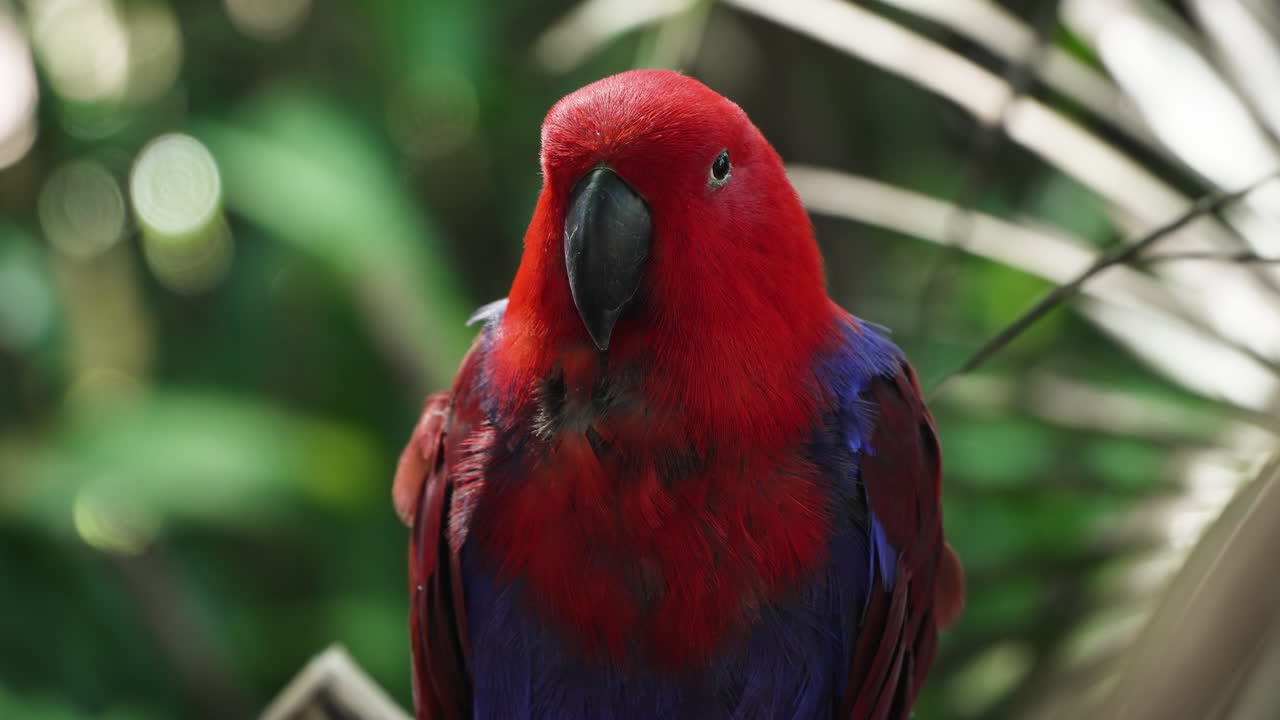 pájaro loro hembra de eclectus de molucca posado en la rama de un árbol iluminado por la suave luz del sol del día - primer plano de la cara extrema