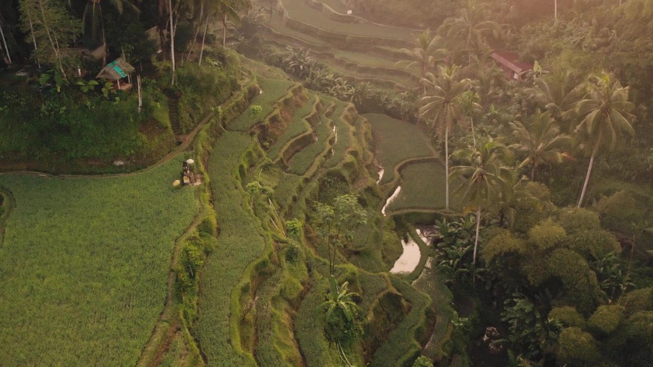 Luftaufnahme bei Sonnenaufgang der unglaublichen Reisterrassen von Tegallalang in Ubud, Bali