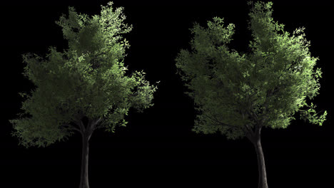 2 looped trees in wind with alpha channel that can be used easily in projects with just dragging it