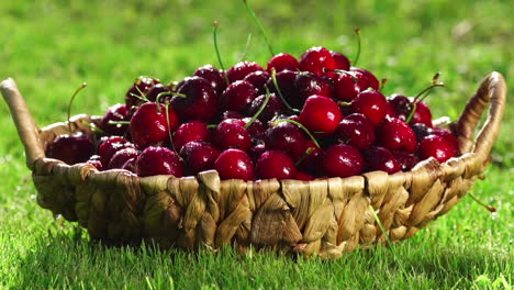 close-up of red cherry berries take a hand from a basket standing on the green grass