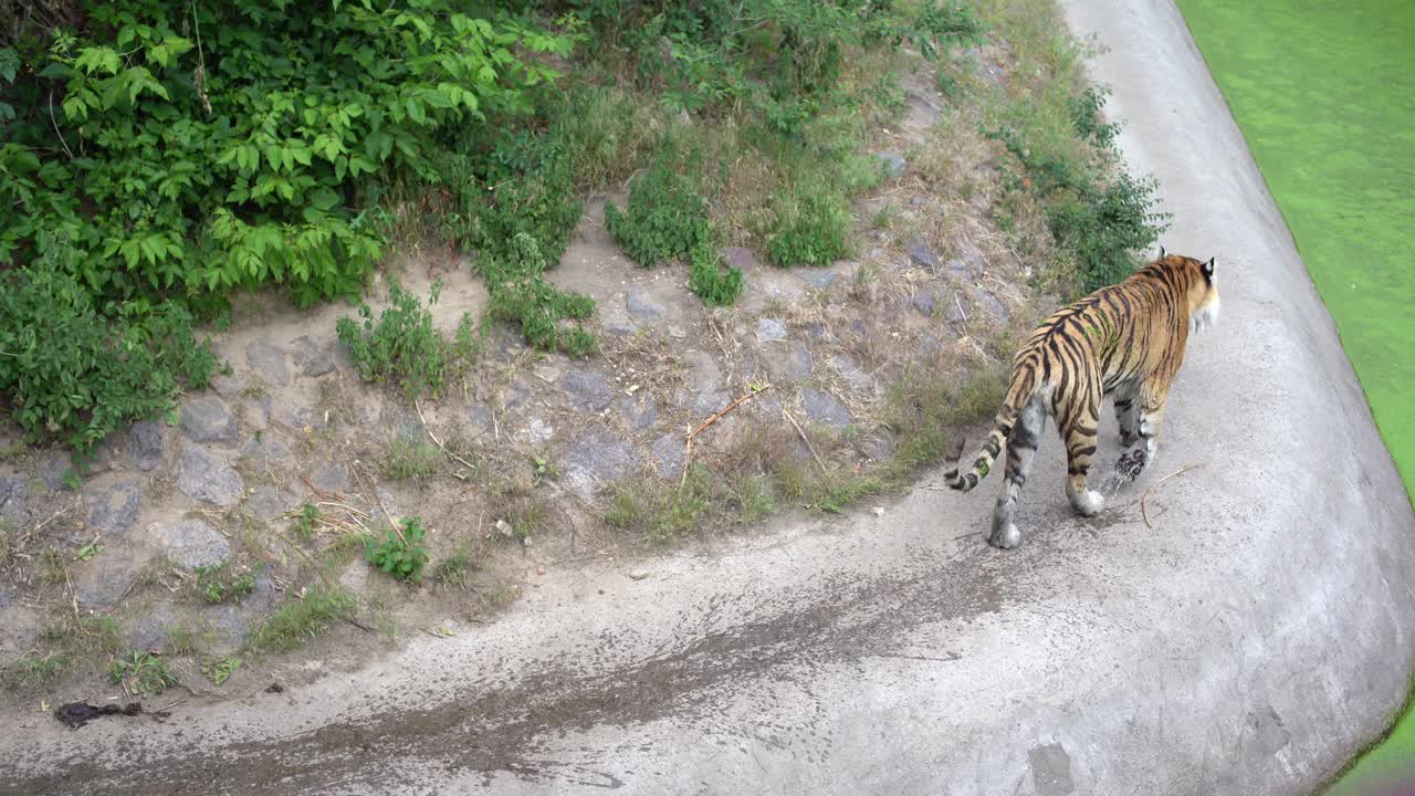 A huge tiger in the zoo's aviary. The tiger is out for a walk and is relaxed
