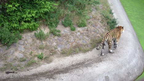 A huge tiger in the zoo&#039;s aviary. The tiger is out for a walk and is relaxed