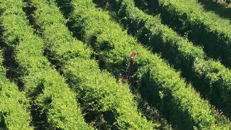 machine harvesting grapes in lush vineyard rows