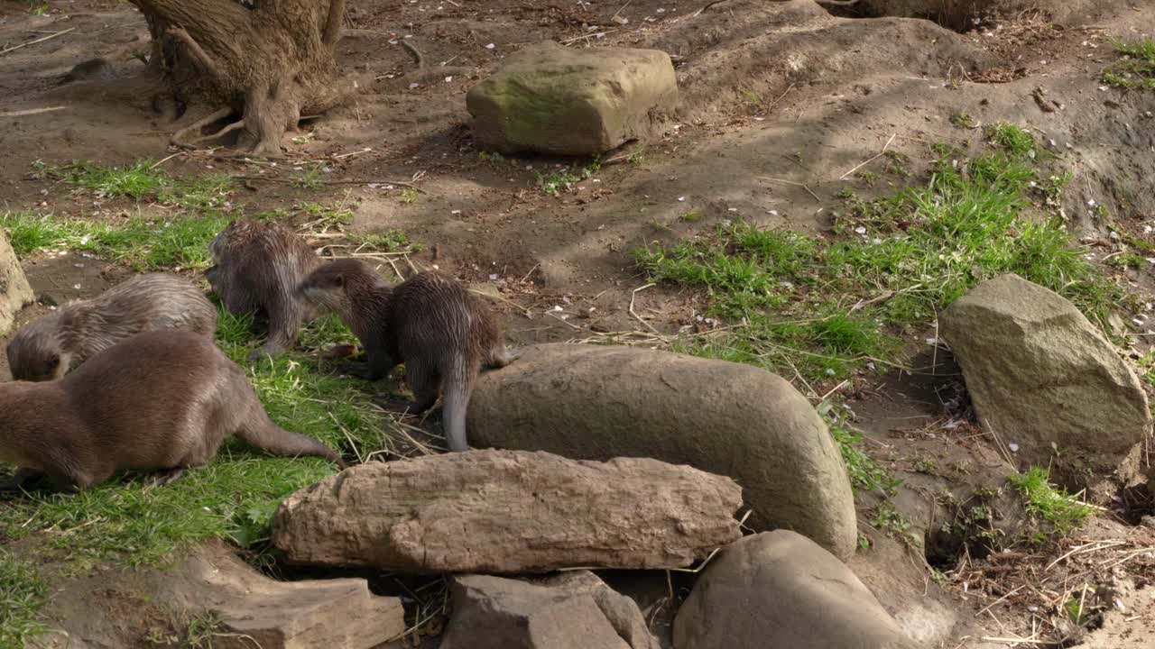 A family group of Asian small-clawed otters exploring their surroundings and searching for food with each other on the grass