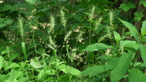 Silk-blowing-in-the-wind