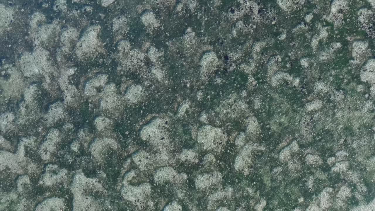Top Down Drone ascending above green coral reef in Uluwatu Bali Indonesia