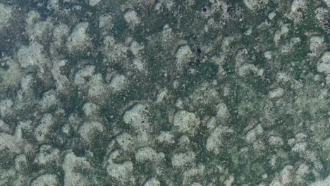 top down drone ascending above green coral reef in uluwatu bali indonesia