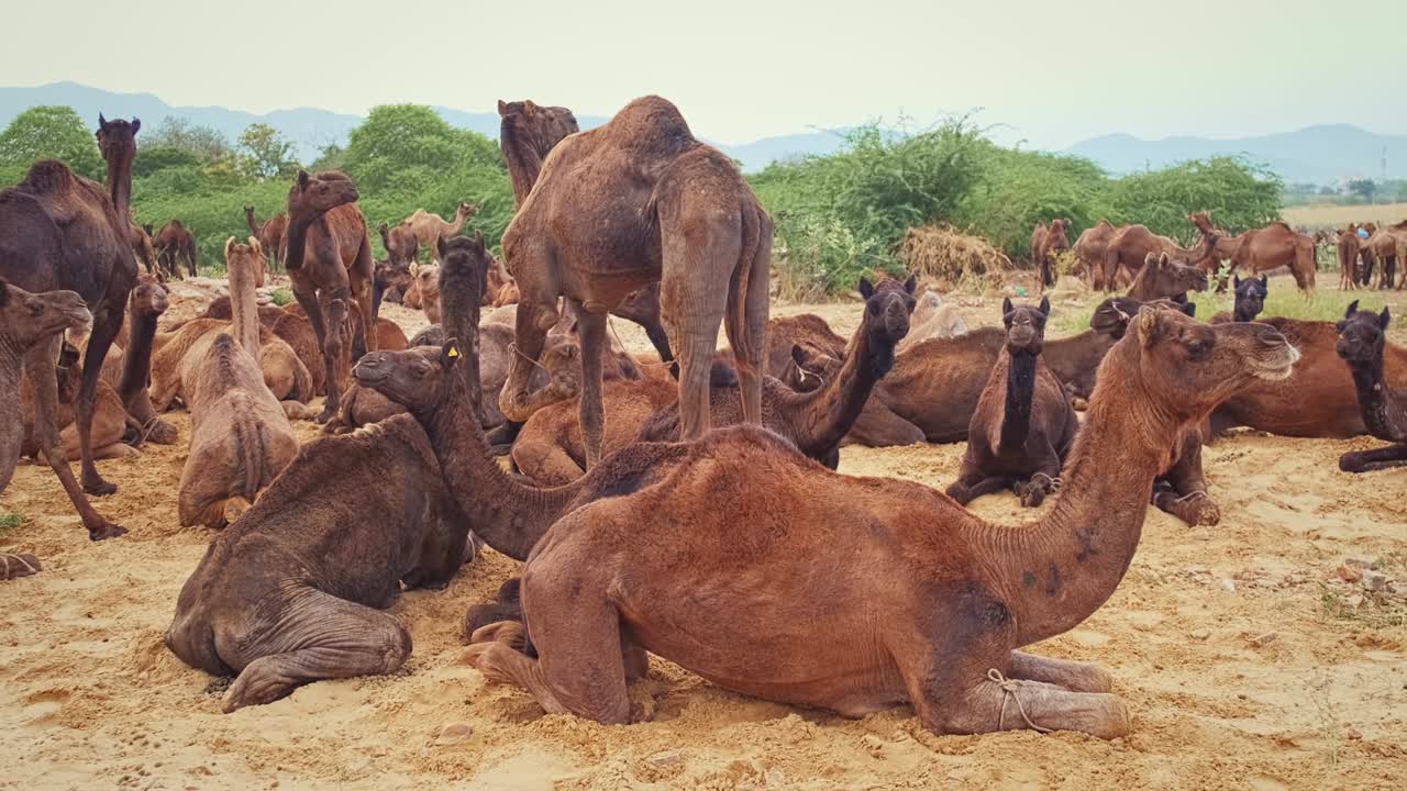 los camellos en pushkar mela el festival de la feria de camellos en el campo comiendo masticando. pushkar, rajasthan, india