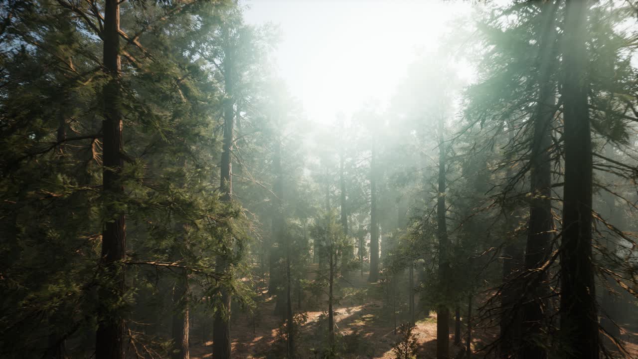 parque nacional de sequoia bajo las nubes de niebla de niebla