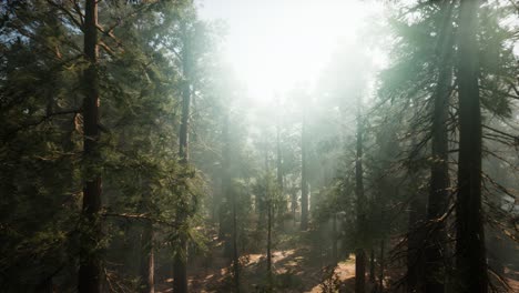Parque-Nacional-Sequoia-Bajo-Las-Nubes-De-Niebla