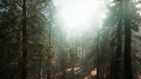 sequoia national park under the fog mist clouds