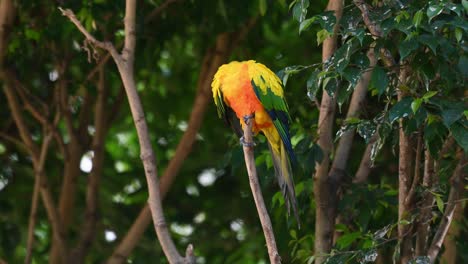 seen preening its right wing intensely while on its favorite perch, sun conure or sun parakeet, aratinga solstitiali, south america