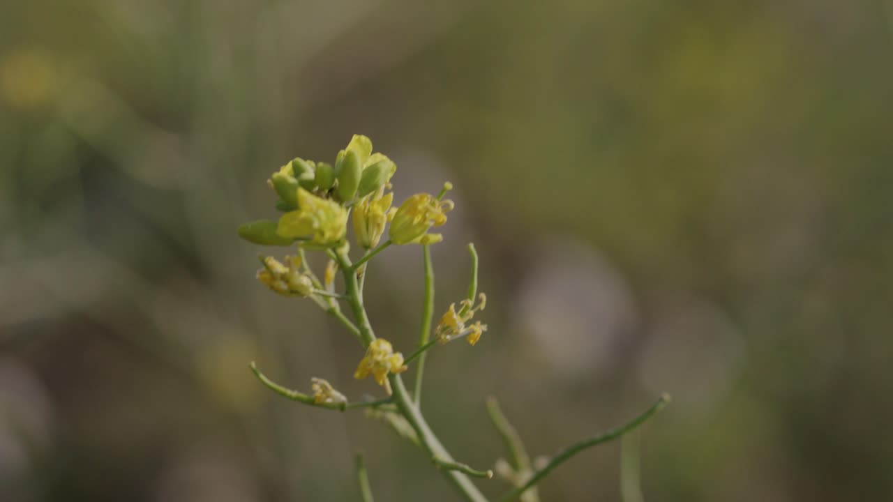 A handheld close-up of a yellow plant on an agricultural farmland swaying in wind during daytime