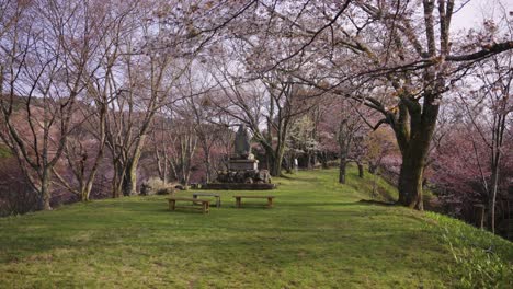 green grassy mountain park with sakura trees blooming in yoshino, nara