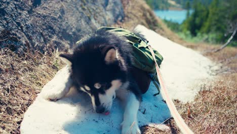 retrato de un perro malamute de alaska con una bolsa de silla y correa descansando durante una caminata por la montaña