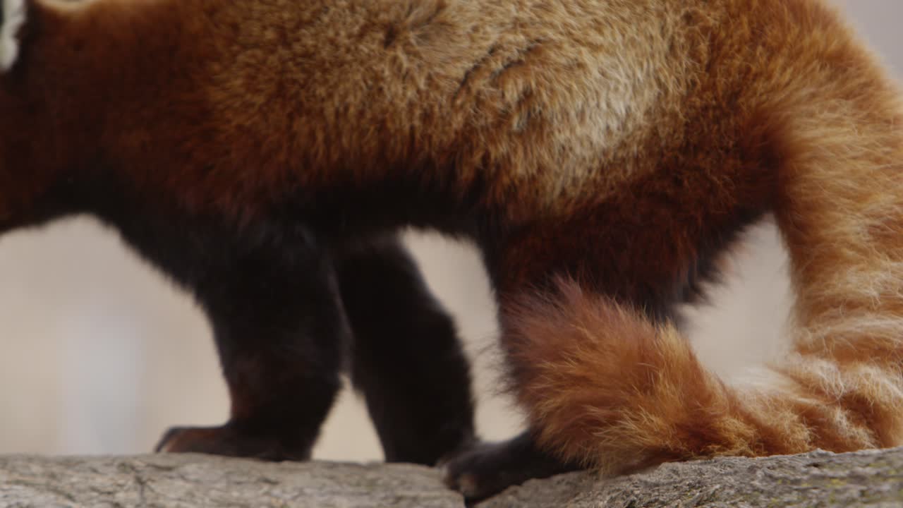 panda rosso da vicino la fauna epica al rallentatore