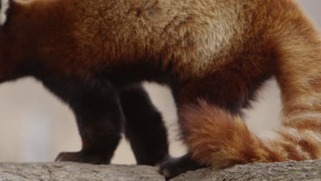 red panda close up slow motion epic wildlife