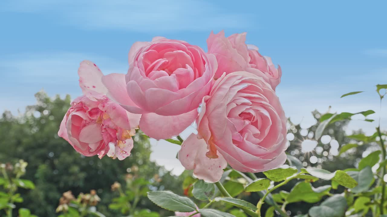 A vibrant close-up of a cluster of delicate pink roses in full bloom against a bright blue and white cloudy sky