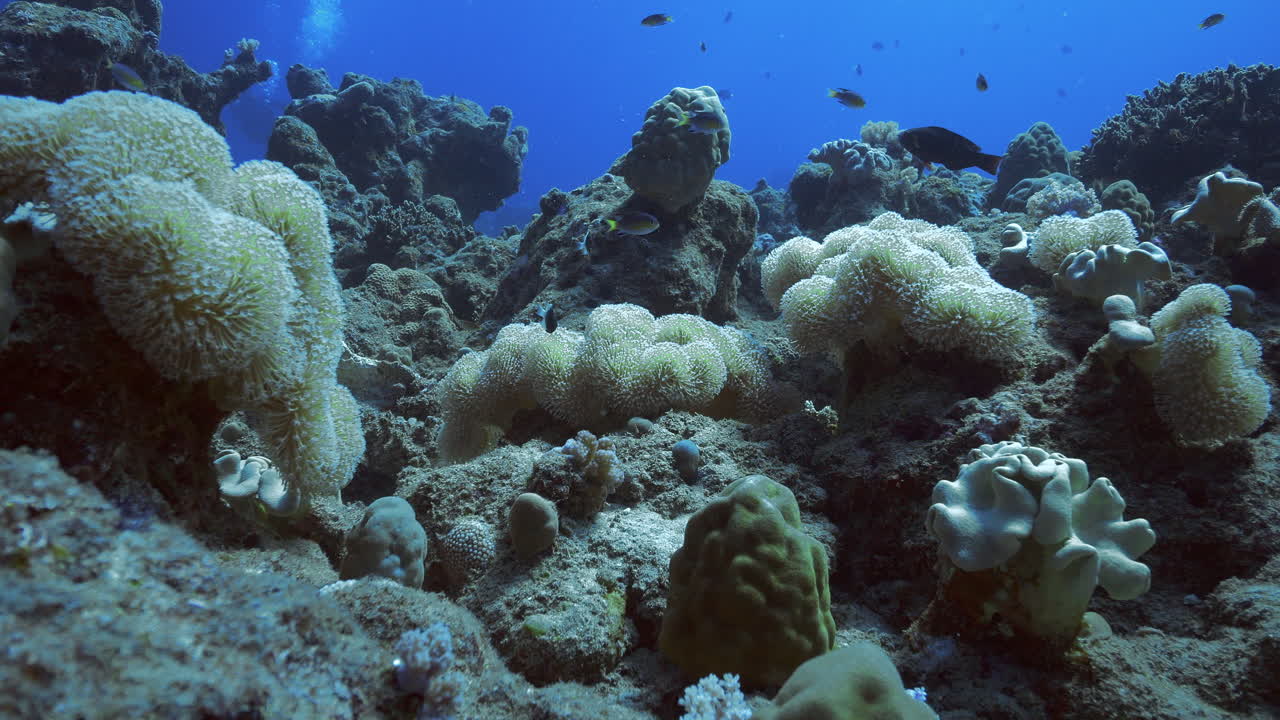 волшебный подводный ландшафт из твердых и мягких коралловых образований на вершине подводного вулканического ландшафта