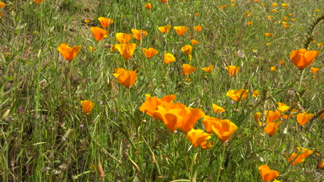 field of orange poppy flowers swaying on the gentle wind in california, usa on a sunny day