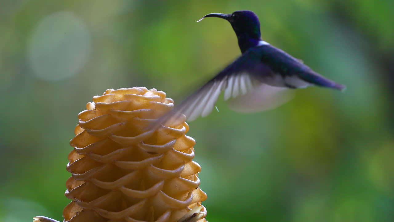 Hummingbirds Feeding on Ginger Flower