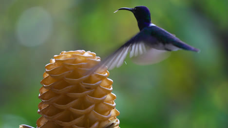 hummingbirds feeding on ginger flower