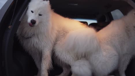 dos lindos perros samoyed están saltando en el maletero del coche. disparo en cámara lenta