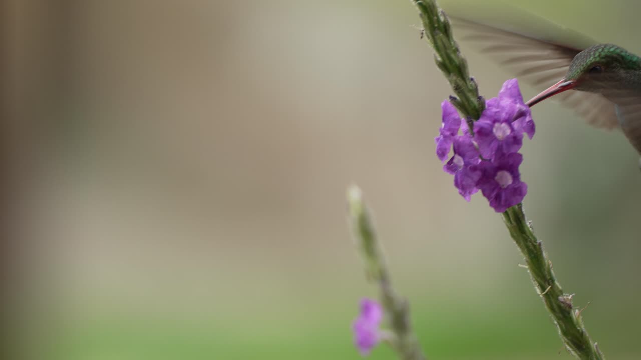 느린 움직임으로 보라색 stachytarpheta 꽃에서 먹이를 먹는 콜리버드