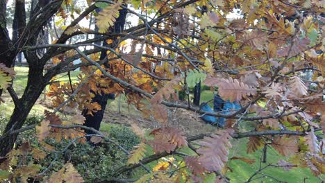 close up of a tree with brown and yellow leaves in autumn