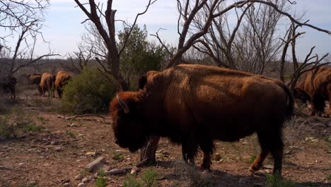 Bison scratching on a tree