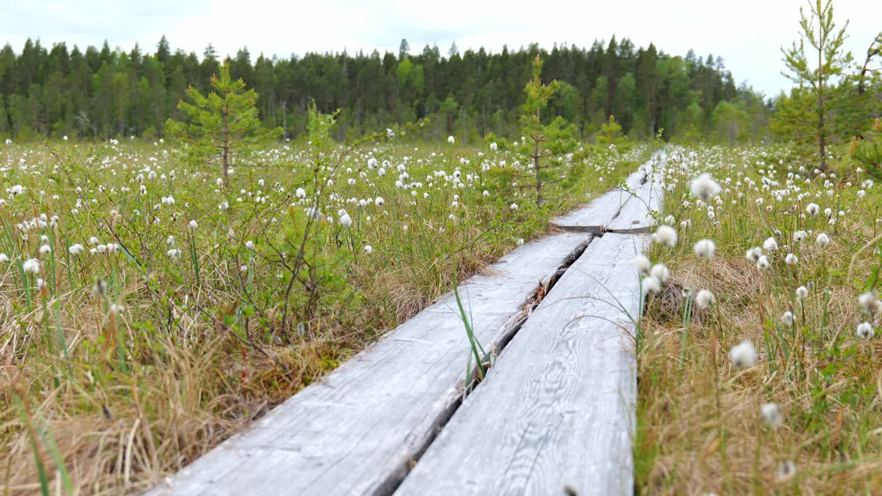duckboards in una palude durante un giorno ventoso