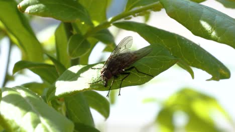 a fly sucks and eats on a green leave in slow motion